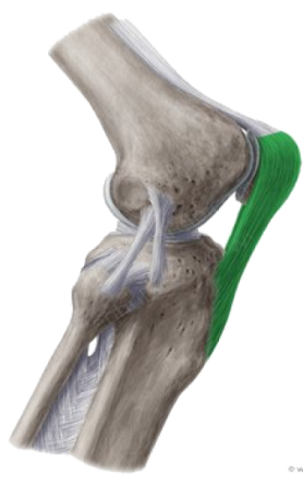 desenho de articulação do joelho com detalhe de músculo da patela